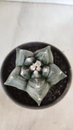 MATRIZ ASTROPHYTUM cv KIKKO  Nº 954 – vaso 15 - Imagem 6