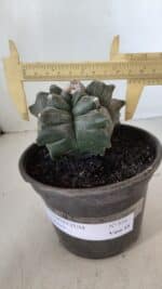 MATRIZ ASTROPHYTUM cv KIKKO  Nº 954 – vaso 15 - Imagem 4