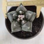 MATRIZ ASTROPHYTUM cv KIKKO  Nº 954 – vaso 15