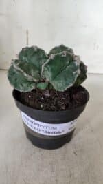 ASTROPHYTUM cv KIKKO "Bicéfalo"  Nº 928 – vaso 11 - Imagem 2