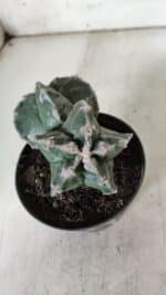 ASTROPHYTUM cv KIKKO "Bicéfalo"  Nº 928 – vaso 11 - Imagem 3