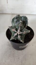 ASTROPHYTUM cv KIKKO "Bicéfalo"  Nº 928 – vaso 11 - Imagem 5