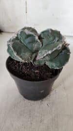 ASTROPHYTUM cv KIKKO "Bicéfalo"  Nº 928 – vaso 11 - Imagem 6