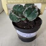 ASTROPHYTUM cv KIKKO "Bicéfalo"  Nº 928 – vaso 11