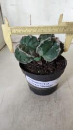 ASTROPHYTUM cv KIKKO "Bicéfalo"  Nº 928 – vaso 11