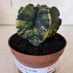 ASTROPHYTUM cv KIKKO "Variegata"  Nº 927 – vaso 11