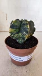 ASTROPHYTUM cv KIKKO "Variegata"  Nº 927 – vaso 11