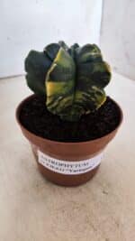 ASTROPHYTUM cv KIKKO "Variegata"  Nº 927 – vaso 11 - Imagem 3