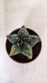 ASTROPHYTUM cv KIKKO "Variegata"  Nº 927 – vaso 11 - Imagem 6