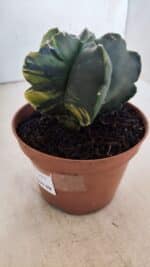 ASTROPHYTUM cv KIKKO "Variegata"  Nº 927 – vaso 11 - Imagem 8