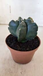 ASTROPHYTUM cv KIKKO "Variegata"  Nº 927 – vaso 11 - Imagem 9