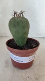 MATUCANA MADISONIORUM Nº 285 – vaso 11 - Imagem 2