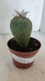 MATUCANA MADISONIORUM Nº 285 – vaso 11 - Imagem 10