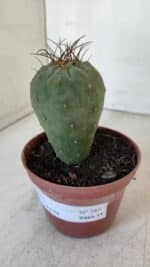 MATUCANA MADISONIORUM Nº 285 – vaso 11 - Imagem 9