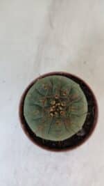 MATUCANA MADISONIORUM Nº 285 – vaso 11 - Imagem 3