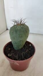 MATUCANA MADISONIORUM Nº 285 – vaso 11 - Imagem 8