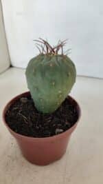 MATUCANA MADISONIORUM Nº 285 – vaso 11 - Imagem 7