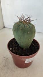 MATUCANA MADISONIORUM Nº 285 – vaso 11 - Imagem 6