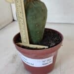 MATUCANA MADISONIORUM Nº 285 – vaso 11