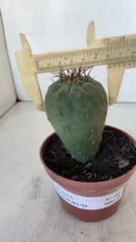 MATUCANA MADISONIORUM Nº 285 – vaso 11 - Imagem 4