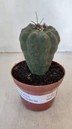 MATUCANA MADISONIORUM Nº 286 – vaso 11 - Imagem 2