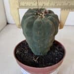 MATUCANA MADISONIORUM Nº 286 – vaso 11