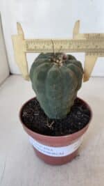 MATUCANA MADISONIORUM Nº 286 – vaso 11