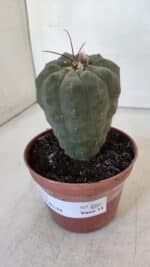 MATUCANA MADISONIORUM Nº 286 – vaso 11 - Imagem 11