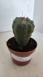 MATUCANA MADISONIORUM Nº 286 – vaso 11 - Imagem 10