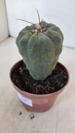 MATUCANA MADISONIORUM Nº 286 – vaso 11 - Imagem 9