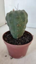 MATUCANA MADISONIORUM Nº 286 – vaso 11 - Imagem 5