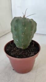 MATUCANA MADISONIORUM Nº 286 – vaso 11 - Imagem 8