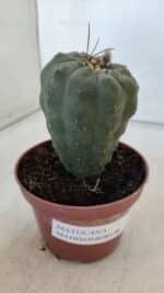 MATUCANA MADISONIORUM Nº 286 – vaso 11 - Imagem 7