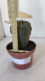 MATUCANA MADISONIORUM Nº 286 – vaso 11 - Imagem 6