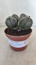 ASTROPHYTUM MYRIOSTIGMA "BICÉFALO - 4 Quinas" Nº 956 – vaso 11 - Imagem 2