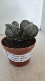 ASTROPHYTUM MYRIOSTIGMA "BICÉFALO - 4 Quinas" Nº 956 – vaso 11 - Imagem 10