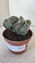 ASTROPHYTUM MYRIOSTIGMA "BICÉFALO - 4 Quinas" Nº 956 – vaso 11 - Imagem 7