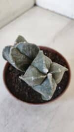 ASTROPHYTUM MYRIOSTIGMA "BICÉFALO - 4 Quinas" Nº 956 – vaso 11 - Imagem 3