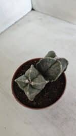 ASTROPHYTUM MYRIOSTIGMA "BICÉFALO - 4 Quinas" Nº 956 – vaso 11 - Imagem 6