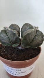 ASTROPHYTUM MYRIOSTIGMA "BICÉFALO - 4 Quinas" Nº 956 – vaso 11 - Imagem 9