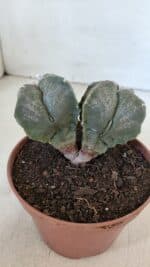 ASTROPHYTUM MYRIOSTIGMA "BICÉFALO - 4 Quinas" Nº 956 – vaso 11 - Imagem 8