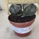 ASTROPHYTUM MYRIOSTIGMA "BICÉFALO - 4 Quinas" Nº 956 – vaso 11