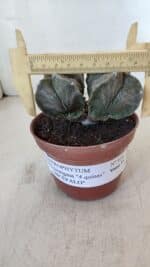 ASTROPHYTUM MYRIOSTIGMA "BICÉFALO - 4 Quinas" Nº 956 – vaso 11