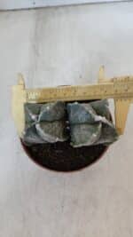 ASTROPHYTUM MYRIOSTIGMA "BICÉFALO - 4 Quinas" Nº 956 – vaso 11 - Imagem 5