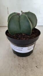 ASTROPHYTUM MYRIOSTIGMA  Nº 931 – vaso 11 - Imagem 2