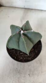 ASTROPHYTUM MYRIOSTIGMA  Nº 931 – vaso 11 - Imagem 7