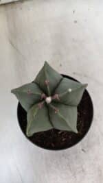 ASTROPHYTUM MYRIOSTIGMA  Nº 931 – vaso 11 - Imagem 3