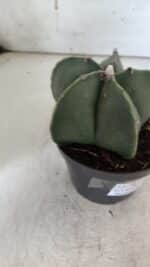 ASTROPHYTUM MYRIOSTIGMA  Nº 931 – vaso 11 - Imagem 9