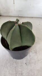 ASTROPHYTUM MYRIOSTIGMA  Nº 931 – vaso 11 - Imagem 8