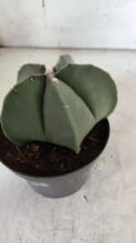 ASTROPHYTUM MYRIOSTIGMA  Nº 931 – vaso 11 - Imagem 6